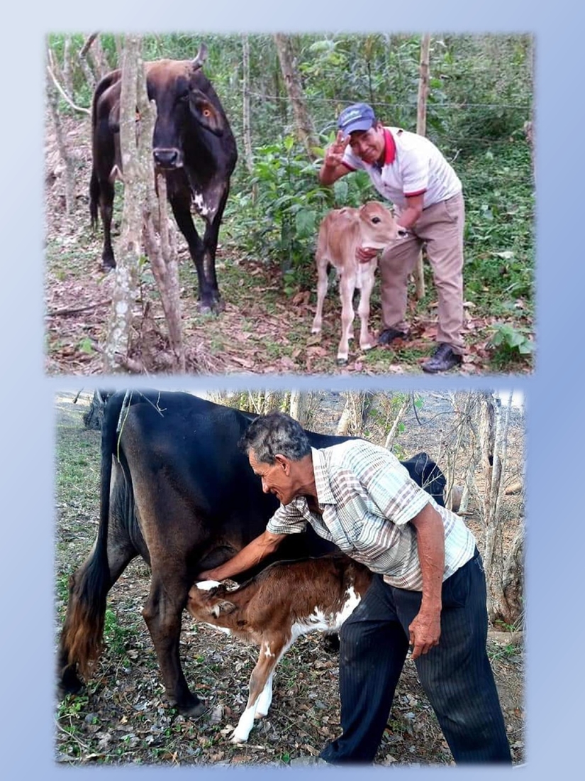 inseminacion-artificial-bovina